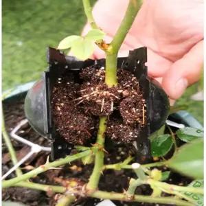 취목볼 100개 공중뿌리 식물 루팅 투명 뿌리