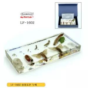 과학실 실험 관찰 아크릴 생물 표본 누에 고치 성장 과정 실체 현미경 중학교 학생 용품