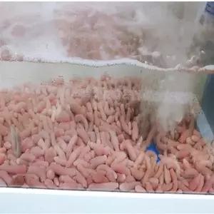 개불미끼 청개비 염장개불 낚시용개불 갯지렁이 염장혼무시 10마리