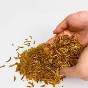 물달팽이 먹이 명주달팽이 애플스네일먹이 식용달팽이키우기 간식 밀웜