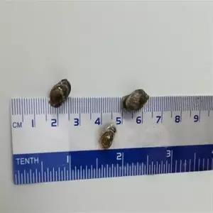 물달팽이 먹이 명주달팽이 애플스네일먹이 식용달팽이키우기 가재먹이