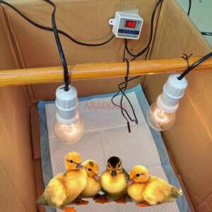 오리 단열 상자 병아리 사육 자동 온도 조절 조명 항온 조류 닭 거위