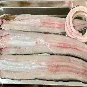 자연산 통영 바다장어 특대 2kg 국산바다장어
