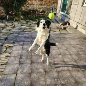 장난감 공 추천 인기제품 강아지 테니스 연습용