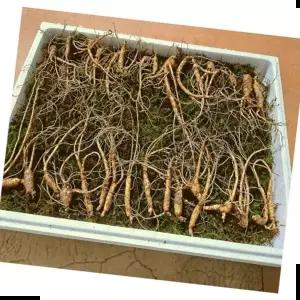 산양삼 산양산삼 장뇌산삼 6년근 파삼 30뿌리전후