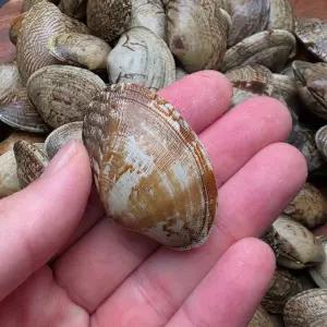 국내산 왕크기 생물 바지락 1kg 75미내외 활바지락 생바지락 2차해감