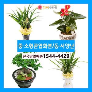 관엽화분/동양난/서양난 꽃배달서비스 꽃집