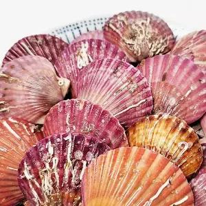 굴키우는남자 통영 홍가리비1kg(25미내외)