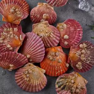 당일조업 고성 제철 홍가리비 1kg 24미 내외 선별 조개구이 캠핑요리