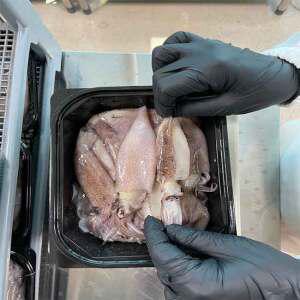 원양산 고소한 급냉 한치 500g /7~13미내외