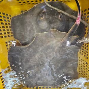 완도 자연산 황가오리 (1kg) 노랑가오리애 황가오리찜 