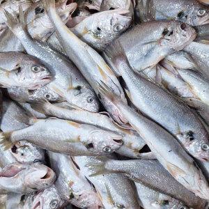 국내산 생물 손질 백조기 1kg