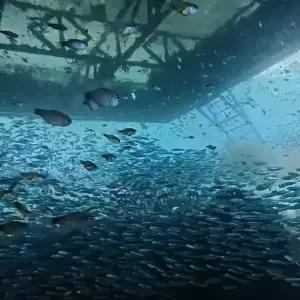 세부 정어리떼 스노클링 (빠지 식사권 바나나보트 무료 호핑 반나절)