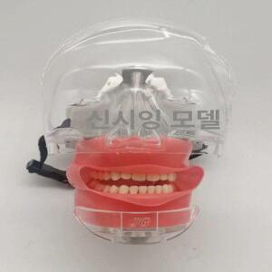 치과 실습 모형 칫솔질 스케일링 머리 시뮬레이션 치대 교육 덴티폼 잇몸