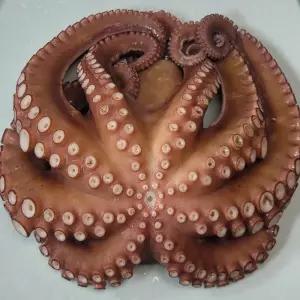 CM팜 오동통 활 돌 문어 1kg 1.5kg 2kg 별미간식 문어버터구이 밥반찬 볶음요리 술안주 주전부리