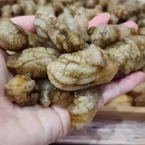 경남 마산 진동 제철 오만둥이 1kg 2kg 생물 오만디 미더덕 회 당일작업