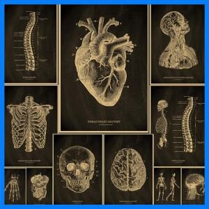 심장/해골/뇌 크래프트 종이 포스터 칠판 해부학 해골 빈티지 홈 룸 의학 장식 의료 예술 벽화