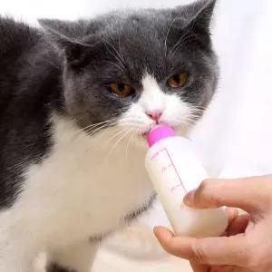 애견 애묘 젖병 아기강아지 애견물통