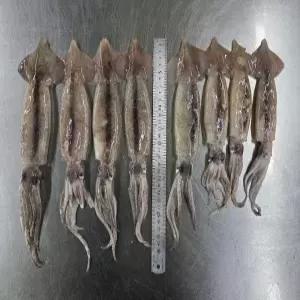 원양산 급냉 총--알오징어 1kg 8-14미 1kg 오징어 볶음용 회용