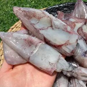 국내산 동해 활 한치 1kg 15미내외 횟감 생물한치 제철 생한치