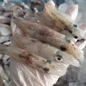 동해안 활 한치 횟감 1kg