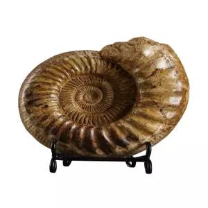 올원픽 암모나이트화석 공룡 수집품 전시용 교구