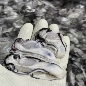 당일조업 산지 통영 생굴 2kg (1kgx2팩) 햇굴 겨울 보양식 깔끔 손질 세척 최상급 깐 생굴