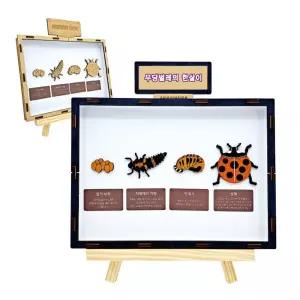 무당벌레의 한살이 만들기 브로마이드 제공/세트/모형/완구/곤충/키우기/자연/사육/과학/수업/탐험