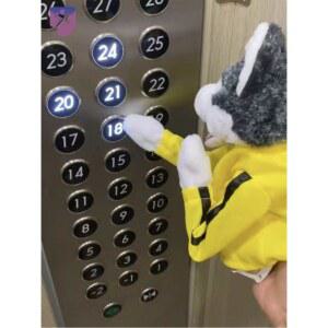 허스키 고양이 펀치 권투하는 강아지 인형 권투 복싱