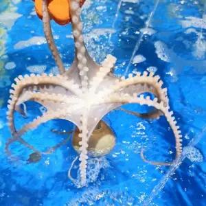 신선한 남해안 횟감용 산낙지 3미 600g 특대 사이즈