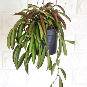 웨이티 실내 키우기쉬운 거실 행잉 식물 화분 다육 꽃