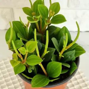 홀리페페 실내 키우기쉬운 거실 식물 화분 다육 꽃 나