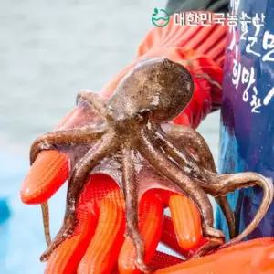 [대한민국농수산]국내산 서해안 알배기 알 급냉주꾸미 쭈꾸미 1kg 외