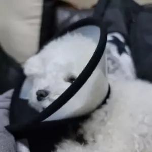 반투명 5호 넥카라 깔대기 강아지 고양이넥카라 중형