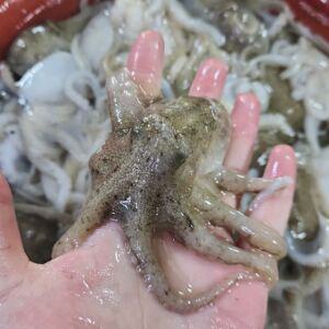 제철 국내산 활 쭈꾸미 주꾸미 1kg