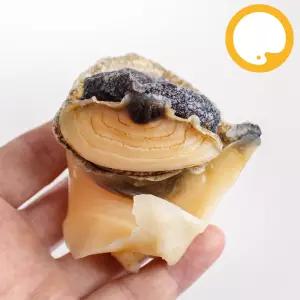 참소라 피뿔고둥살 냉동 자숙, 1kg M (약 40~60개 내외)