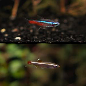네온테트라와 백운산[20마리] 열대어 관상어 마리아쿠아