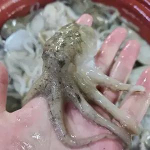 [장보리]자연산 제철 활 쭈꾸미 주꾸미 1kg