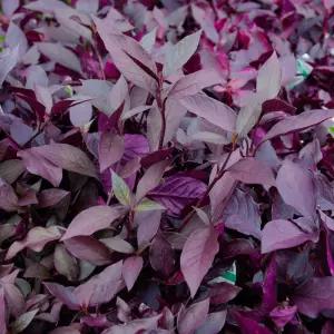 가든조아 알테르난테라 10cm포트 컬러리프 관엽식물