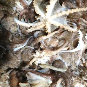 당일조업 서해안 활 쭈꾸미 자연산 1kg