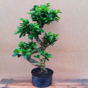 소나무길  층층이 가지마루 펜다 미니 실내장식  6049