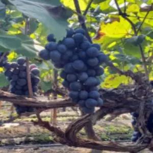 포도나무 묘목 MBA머루포도나무 삽목1년생