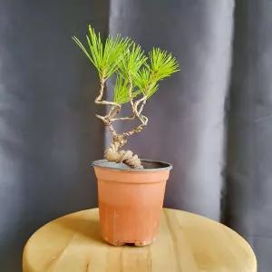 미니 소나무 분재 취미 화분 인테리어 반려 식물