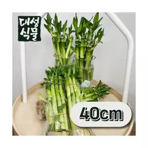 개운죽 40cm 한묶음 수경식물 공기정화식물 키우기쉬운식물 대성식물