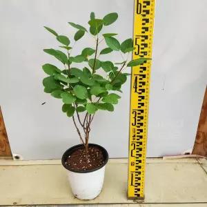 안개나무 묘목 영레이디 5치포트 개화주 가림원예조경