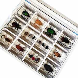 곤충 박제 표본 상자 실험실 수집 채집함 키트 전갈