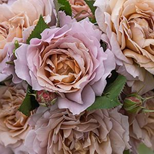 티앤랑로즈 중국장미 묘목 (클리어어텀) 15cm사각포트 1개