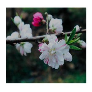 도화꽃나무  3가지의 색상의 꽃을 피우는 삼색도화 3년차 분묘(개화주)