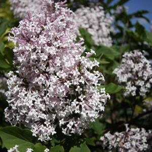 미스김라일락나무_수고40cm(분)/꽃나무/조경수/묘목/I0186