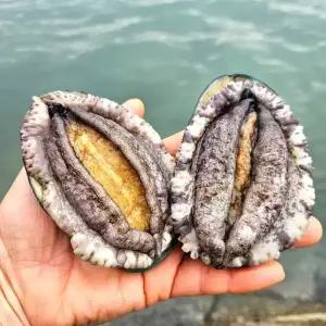 [품질보장] 이순신수산 국내산 완도 활 전복 1kg [10-11미]